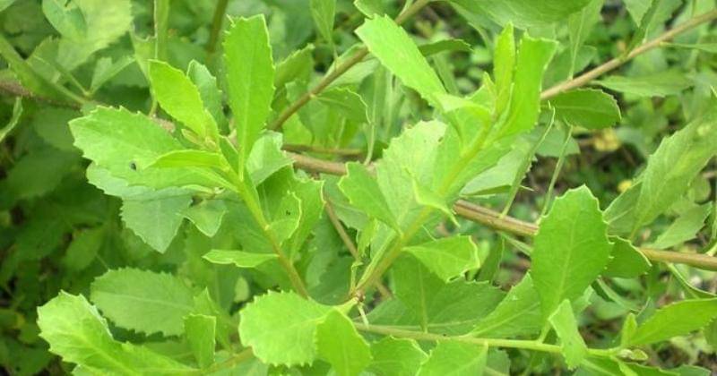 Pinterest/nurjamuobat